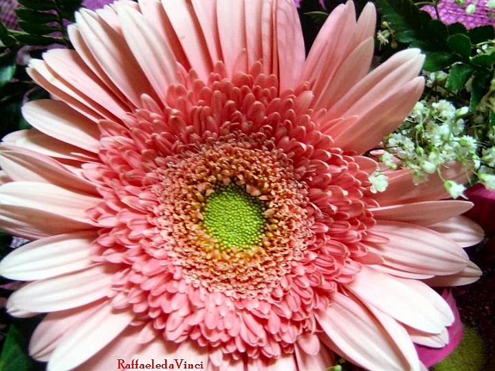 gerbera 28giu07 (3).jpg